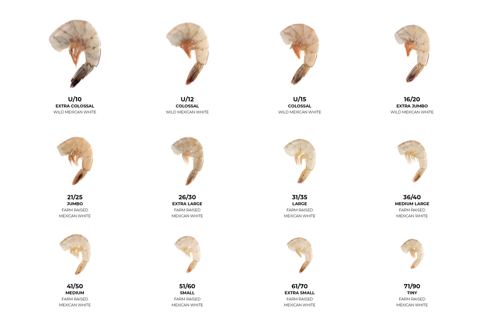 Shrimp Sizing Guide Ocean Source Seafood Wholesale Distribution