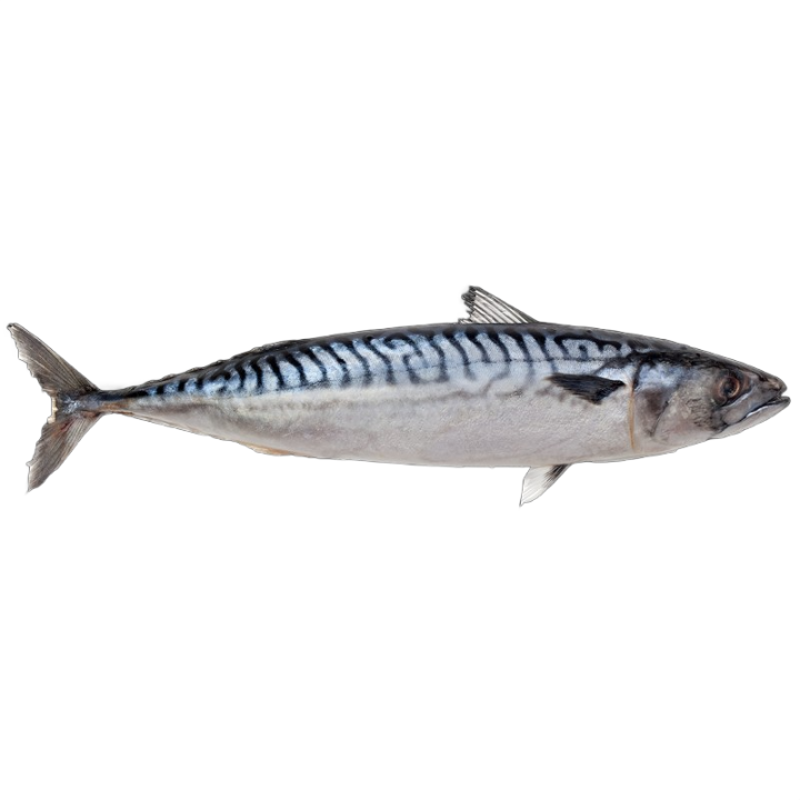 Mackerel (Icelandic)